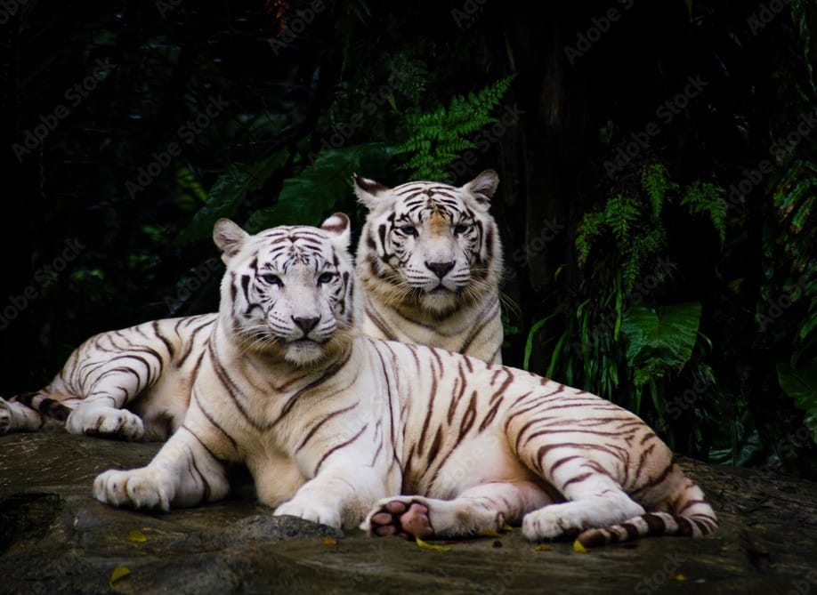 white tiger